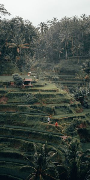 Beautiful Green Cascade Surrounded by Lush Trees and Plantations