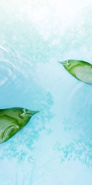 Tranquil phone wallpaper featuring water drops and green leaves in nature