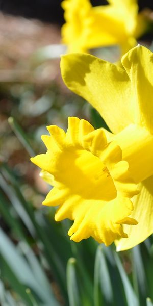 Phone wallpaper: Daffodil, Blur, Yellow Flower, Flowers, Nature, Flower, Earth free download