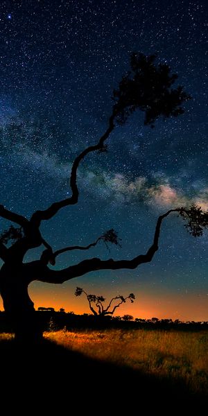 Majestic Night Sky with the Milky Way and Silhouetted Trees