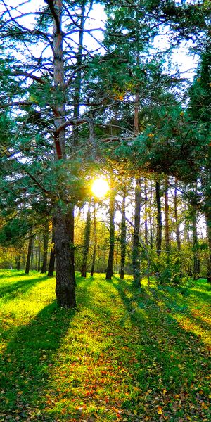 Breathtaking Nature Scene with Sunlight Filtering Through Trees