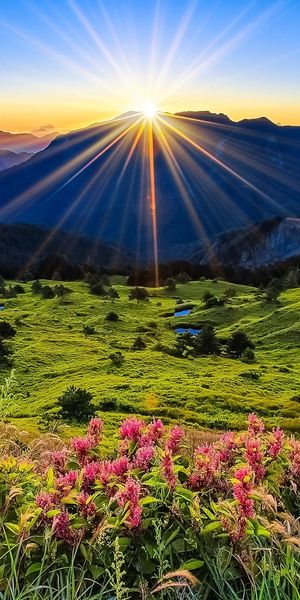 Breathtaking Dawn Landscape with Mountains and Flowers