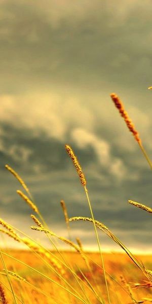 Golden Wheat Field Under a Dramatic Sunset Sky