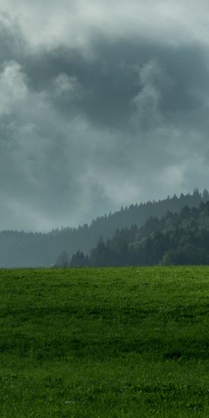 Serene Mountain Landscape with Fog and Lush Green Lawn