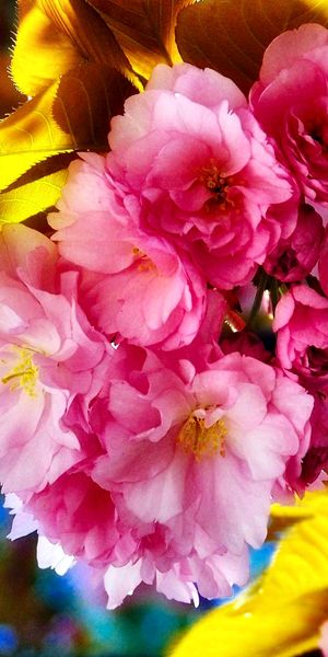Colorful Sakura Blossom Phone Wallpaper - 4K Spring Flowers