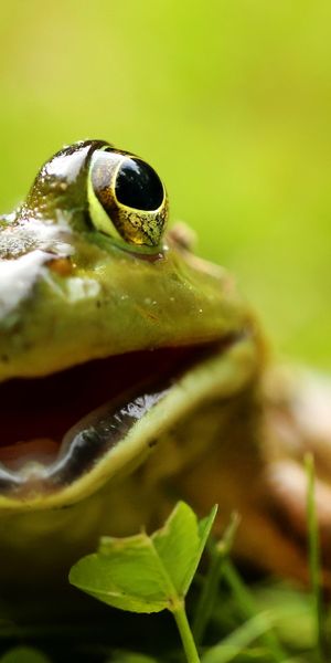 Phone wallpaper: Frogs, Macro, Blur, Animal, Frog free download
