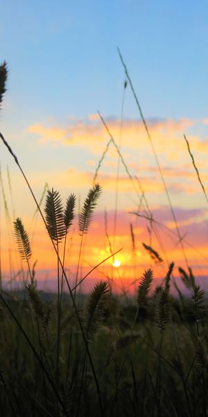 Breathtaking Sunset Over a Serene Grass Field