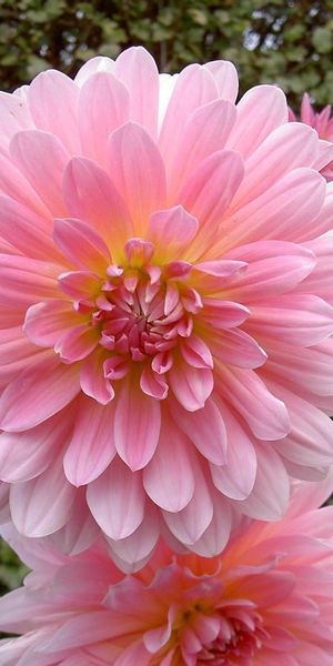 Vibrant Pink Dahlias in Full Bloom