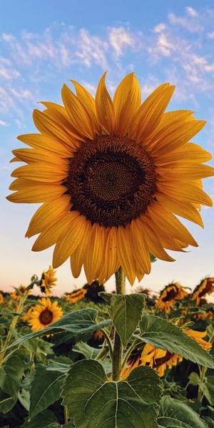Beautiful Sunflower in a Vibrant Field Under Clear Blue Sky