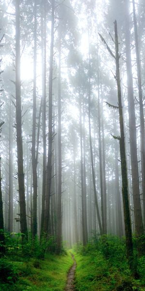 Misty Forest Pathway - Perfect Mobile Wallpaper