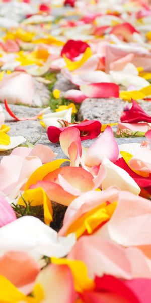 Phone wallpaper: Miscellaneous, Miscellanea, Petals, Motley, Multicolored, Roses free download