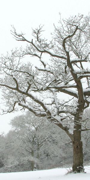 Elegant Winter Tree in Snowy Landscape for Mobile Wallpaper