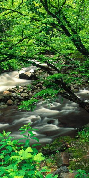Tranquil Green Landscape with a Gentle Flowing River