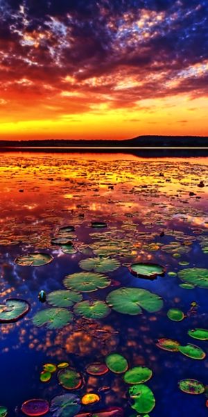 Breathtaking 4K wallpaper of a sunset lake scene with lily pads