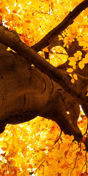 Phone wallpaper: Golden, Trees, Branch, Bright, Season, Leaf, Orange (Color), Tree, Fall, Nature, Ea