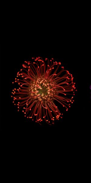 Beautiful Dahlia Flowers in Purple, Red, and White