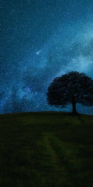 Breathtaking Starlit Night Over a Tree on a Hill