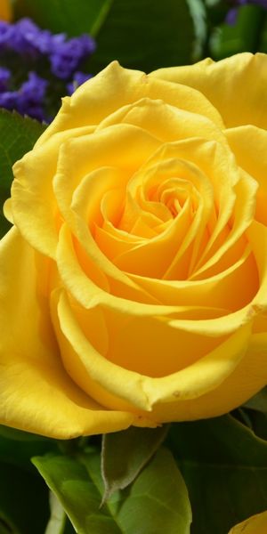 Beautiful Yellow Rose Close-Up for Your Phone Wallpaper