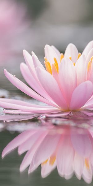 Phone wallpaper: Flowers, Reflection, Flower, Earth, Water Lily, Pink Flower free download