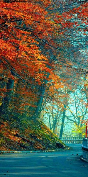 Autumn Road with Vibrant Trees and Leaves