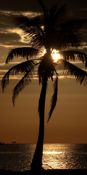Serene Twilight Wallpaper Featuring a Palm Tree Silhouette Against a Sunset