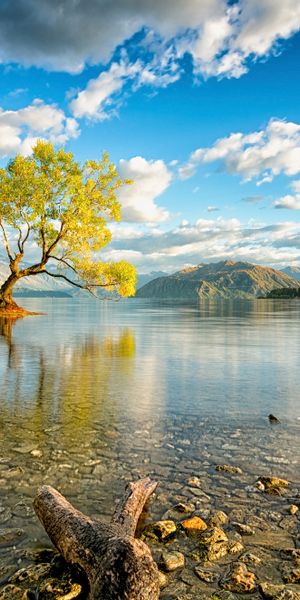 Enchanting View of Wanaka Lake with a Lone Tree