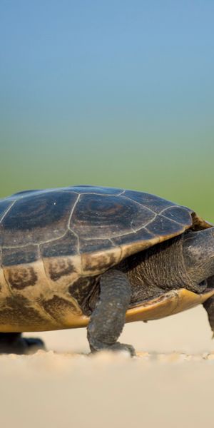 Phone wallpaper: Turtles, Blur, Animal, Tortoise free download