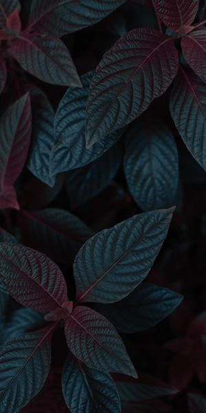 Elegant Dark Leaves Plant Wallpaper for Your Mobile Device