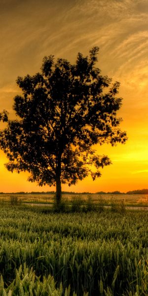Phone wallpaper: Sunset, Tree, Earth, Field free download