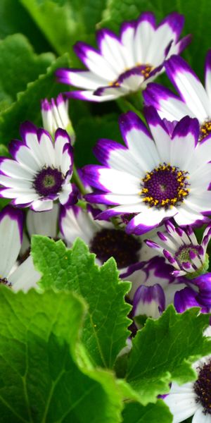 Beautiful floral phone wallpaper featuring purple and white flowers