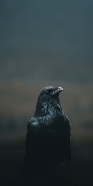 Majestic Black Crow Wallpaper for Mobile Devices