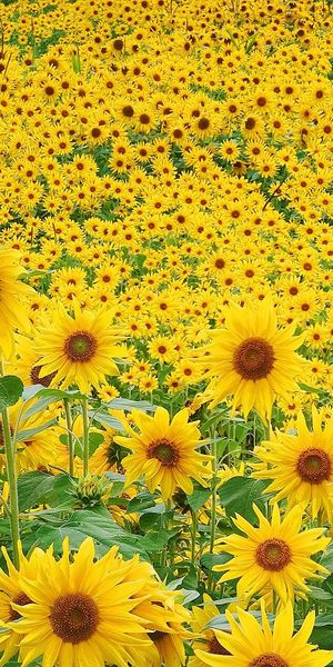 Breathtaking 4K mobile wallpaper featuring a vibrant sunflower field