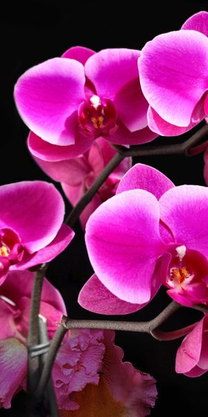 Beautiful pink orchid mobile wallpaper featuring delicate flowers on a dark background