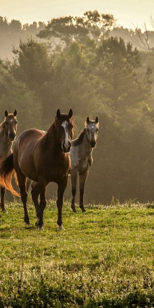 Majestic Horses Strolling Through a Misty Meadow - 4K Phone Background