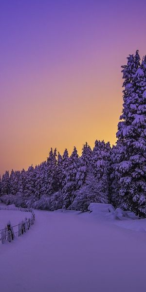 Phone wallpaper: Winter, Sunset, Snow, Road, Tree, Earth free download