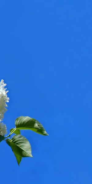 Phone wallpaper: Blossom, Flowers, Leaf, Flower, Earth, Sky free download