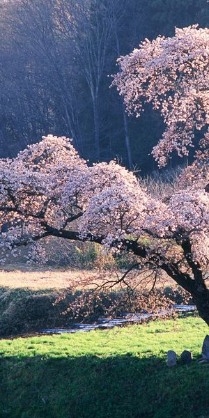 Beautiful iPhone wallpaper featuring a blossoming tree in a tranquil setting