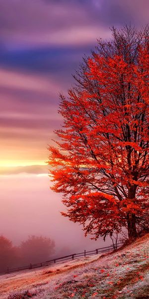 Captivating Fall Landscape with Trees and Fog - Perfect Phone Wallpaper