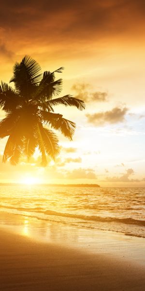 Breathtaking 4K iPhone wallpaper of a beach sunrise with palm trees