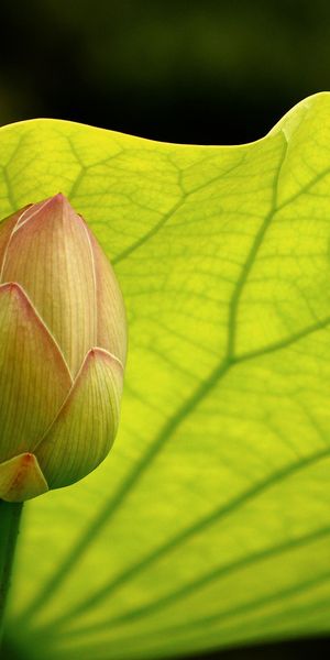 Phone wallpaper: Lotus, Flowers, Earth free download