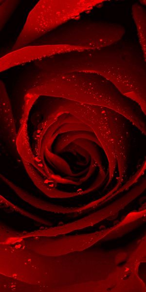Beautiful Red Rose Close-Up for Your Mobile Wallpaper