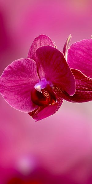 Elegant Pink Orchid Wallpaper: A Floral Delight for Your Space
