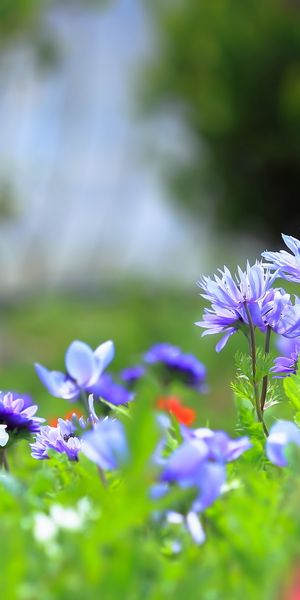 Beautiful Purple Flowers in Blur - Perfect Phone Wallpaper
