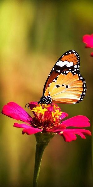 Phone wallpaper: Grass, Flower, Macro, Motley, Multicolored, Butterfly free download