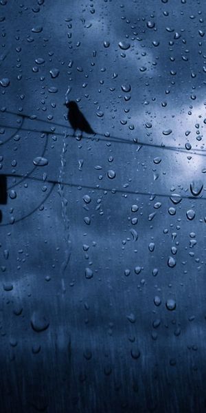 Mysterious Dark Bird Silhouette with Raindrops on a Cloudy Sky