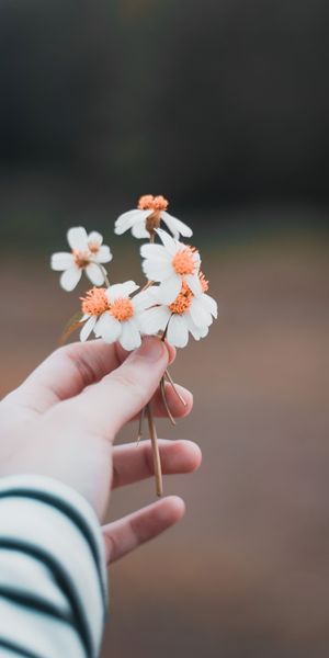 Tender Hand Holding Flowers in a Blurred Background