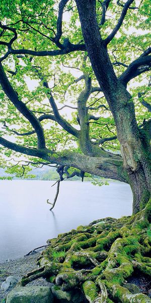 Beautiful Oak Tree by the Water
