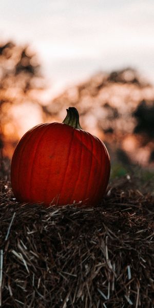 Phone wallpaper: Miscellaneous, Smooth, Hay, Miscellanea, Blur, Autumn, Pumpkin free download