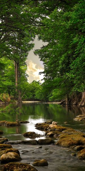Lush Summer River Surrounded by Majestic Trees and Stones