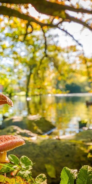 Enchanting Mushroom and Lake Scene: Perfect Phone Background for Nature Lovers